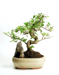growing-a-bonsai-tree.jpg